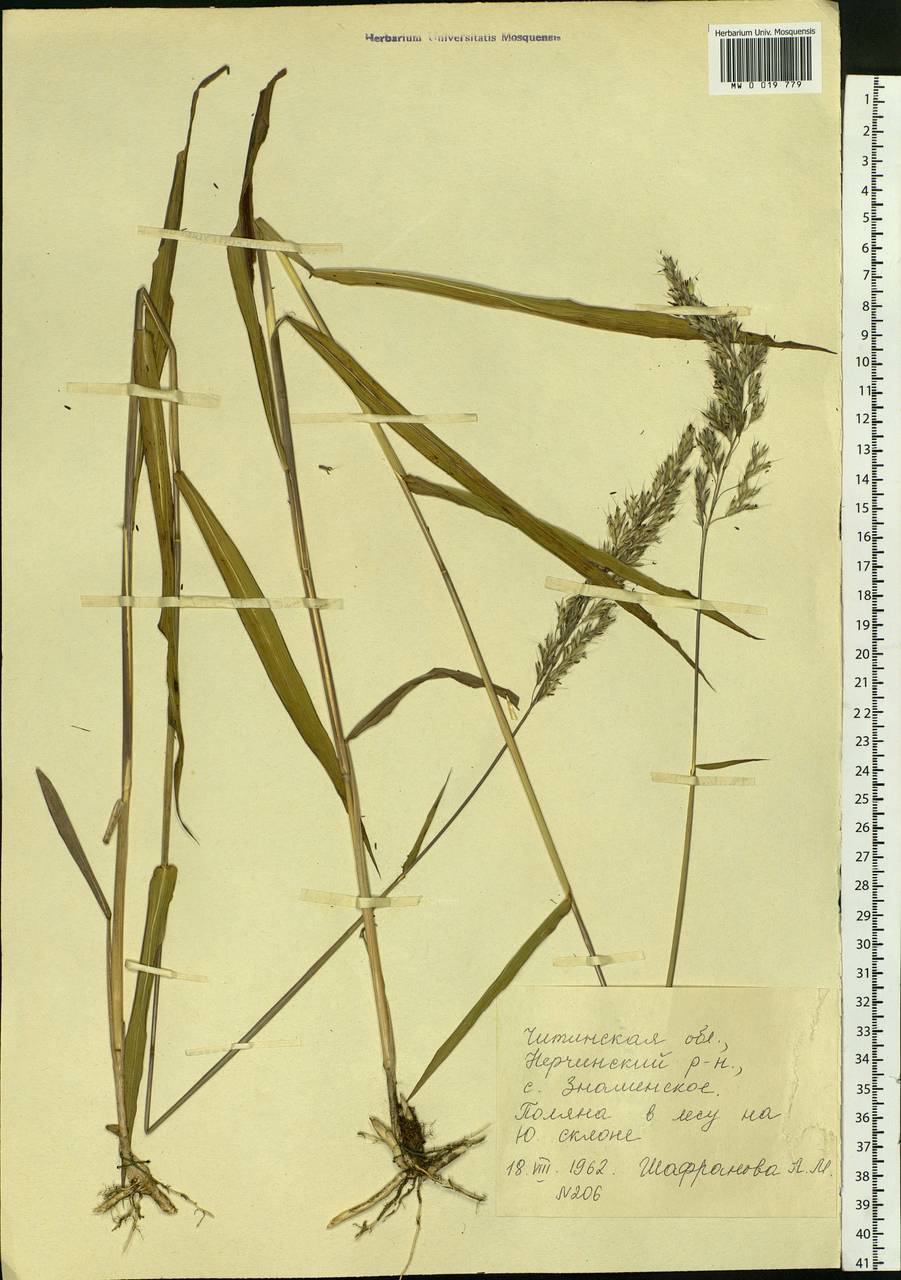 Spodiopogon sibiricus Trin., Siberia, Baikal & Transbaikal region (S4) (Russia)