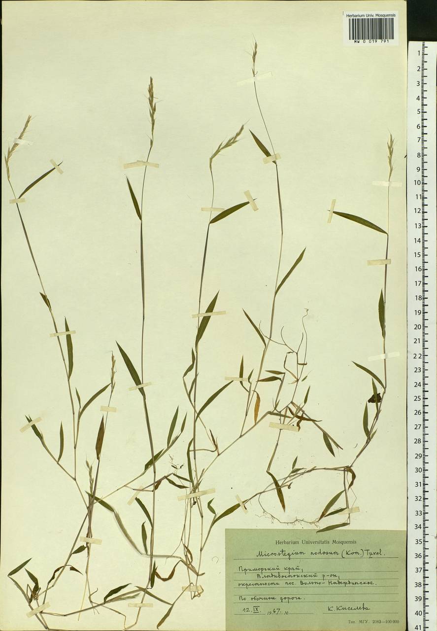 Microstegium vimineum (Trin.) A.Camus, Siberia, Russian Far East (S6) (Russia)