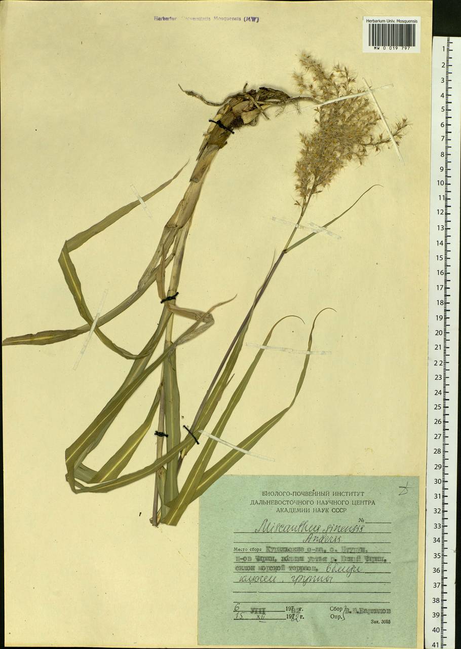 Miscanthus sinensis Andersson, Siberia, Russian Far East (S6) (Russia)