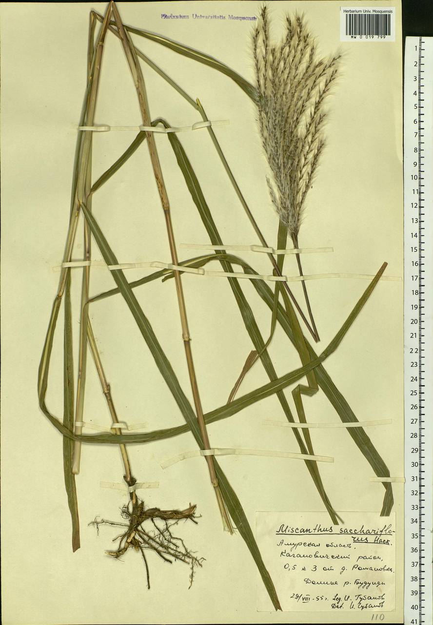 Miscanthus sacchariflorus (Maxim.) Hack., Siberia, Russian Far East (S6) (Russia)