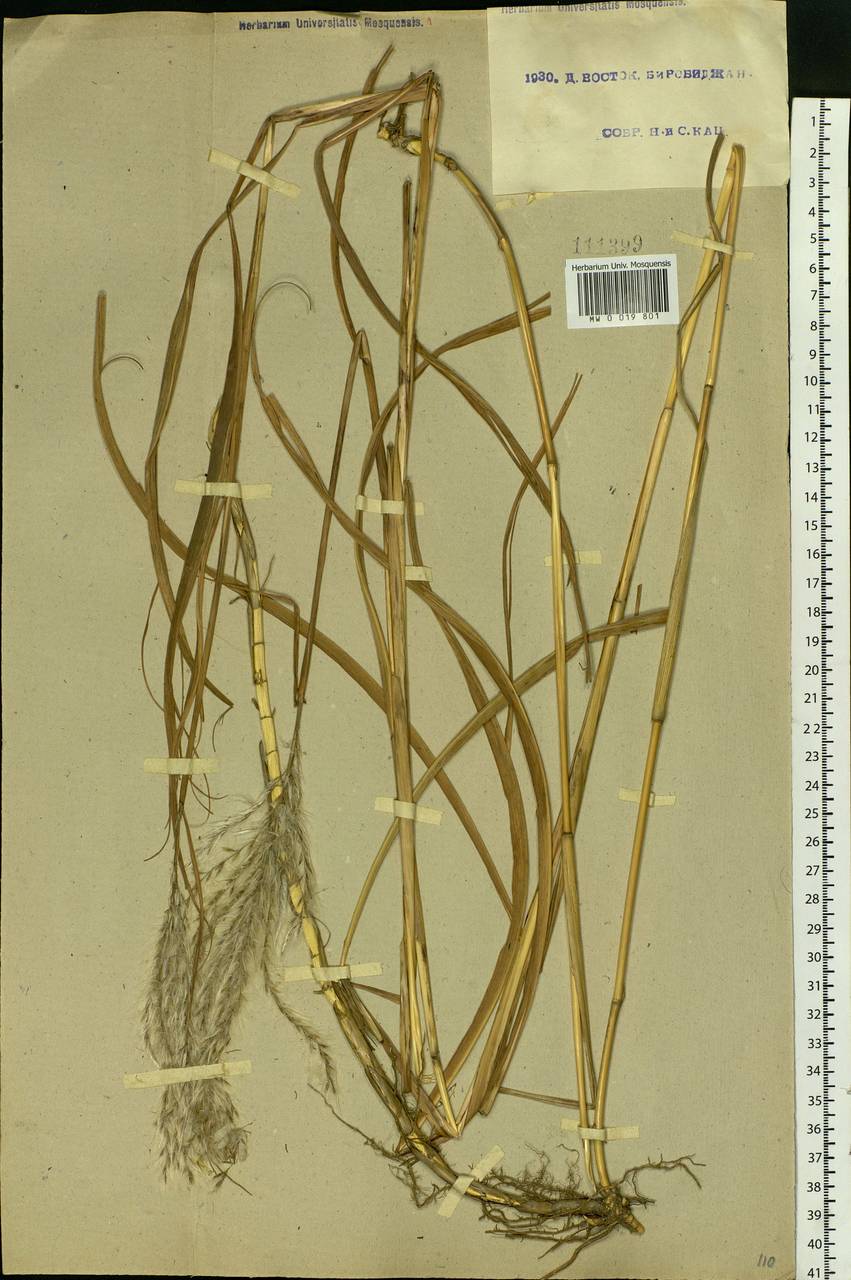 Miscanthus sacchariflorus (Maxim.) Benth. & Hook.f. ex Franch., Siberia, Russian Far East (S6) (Russia)
