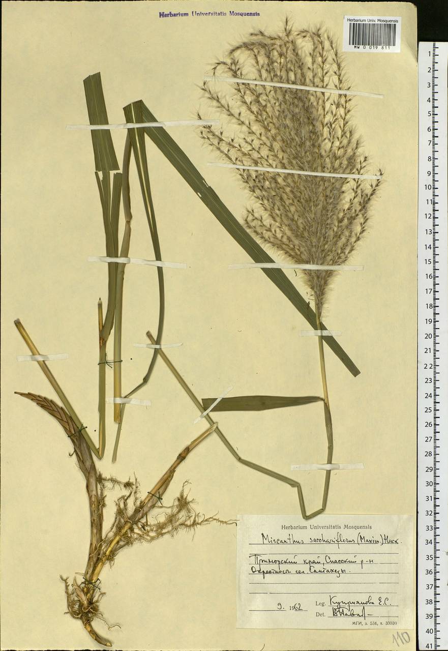 Miscanthus sacchariflorus (Maxim.) Benth. & Hook.f. ex Franch., Siberia, Russian Far East (S6) (Russia)