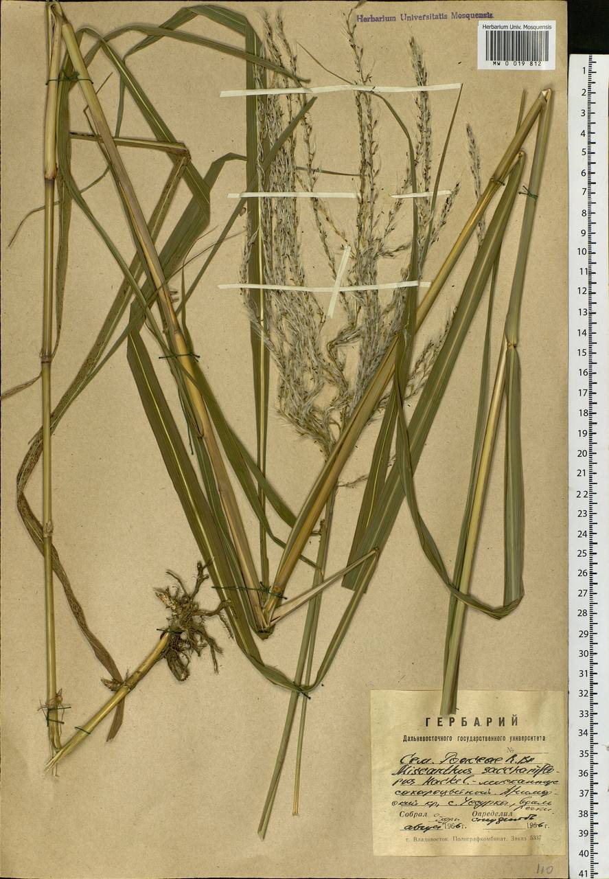 Miscanthus sacchariflorus (Maxim.) Hack., Siberia, Russian Far East (S6) (Russia)