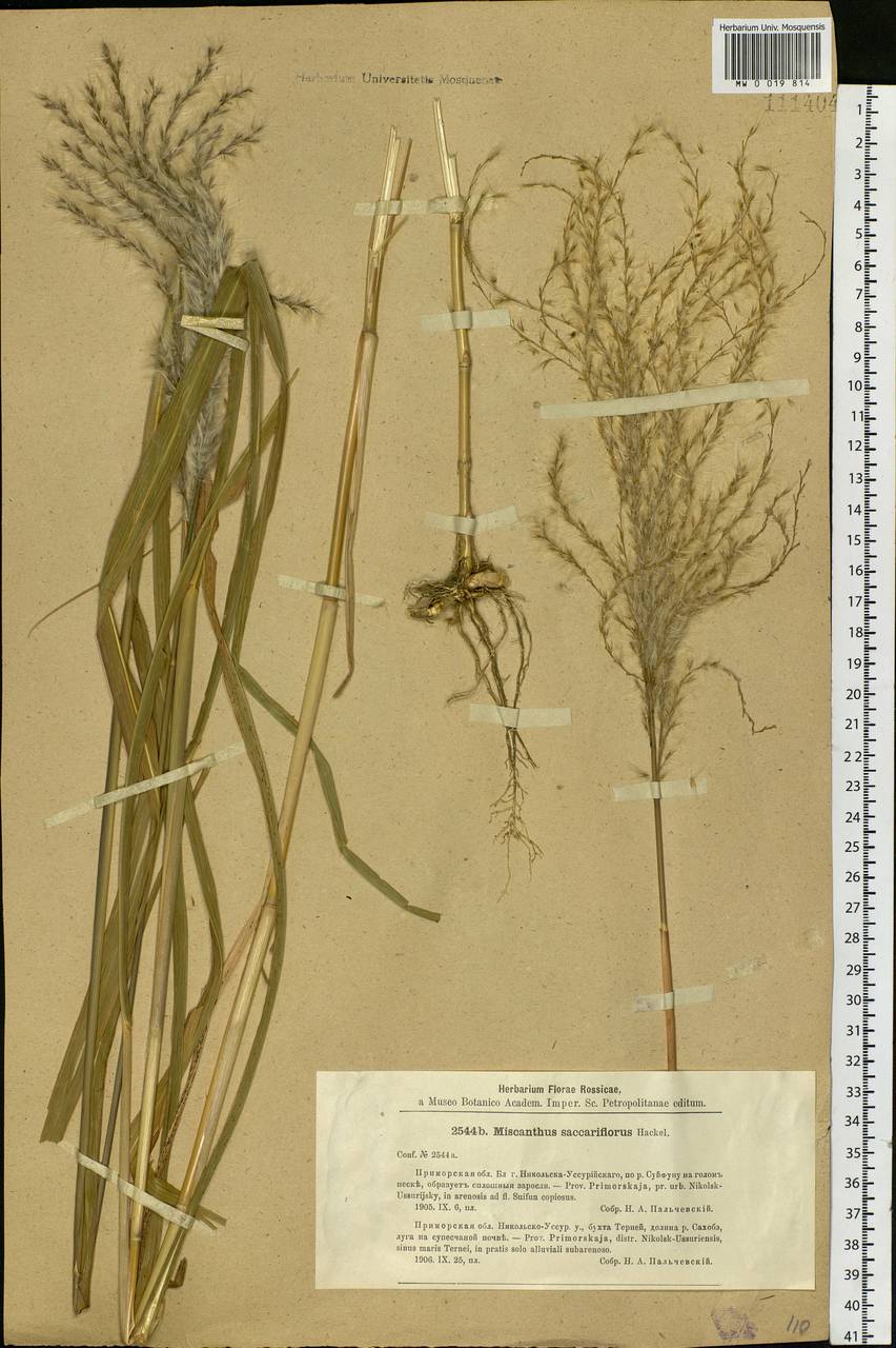 Miscanthus sacchariflorus (Maxim.) Benth. & Hook.f. ex Franch., Siberia, Russian Far East (S6) (Russia)