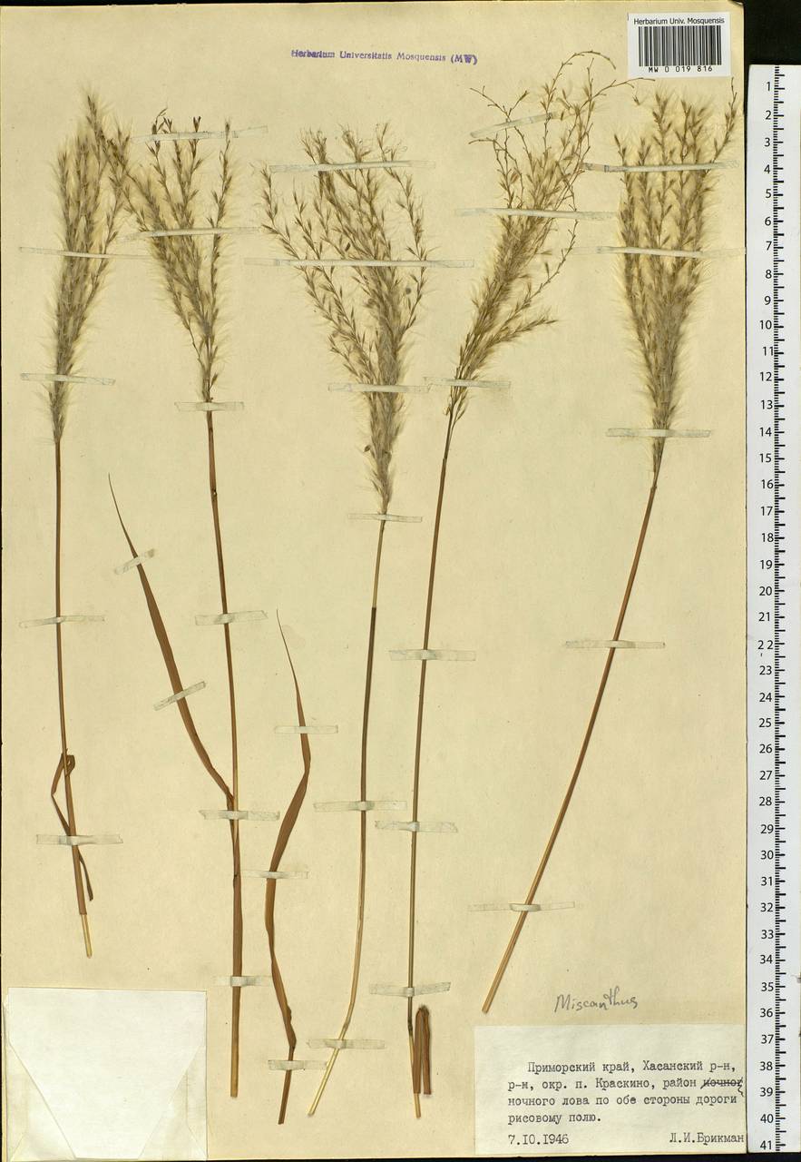 Miscanthus, Siberia, Russian Far East (S6) (Russia)