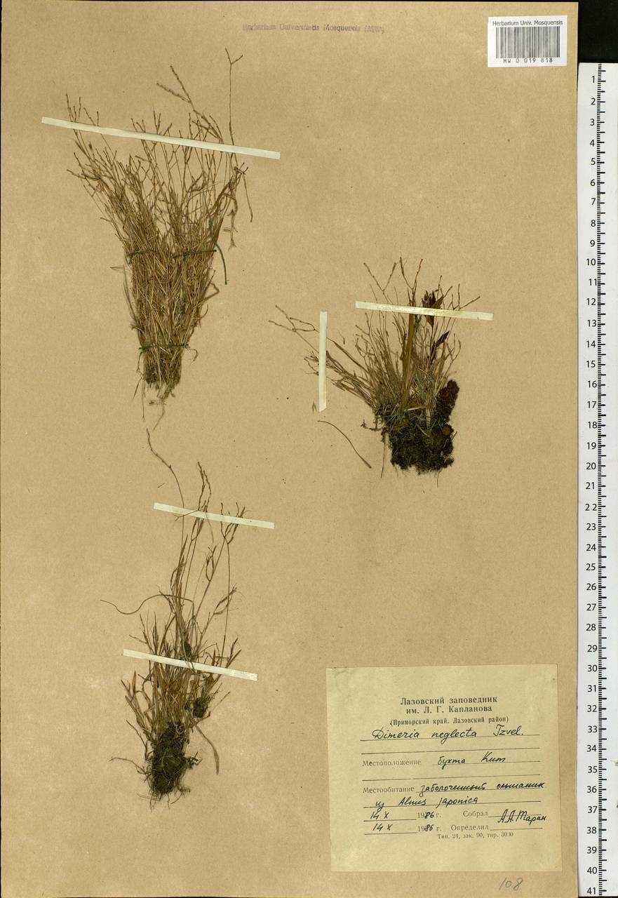 Dimeria neglecta Tzvelev, Siberia, Russian Far East (S6) (Russia)