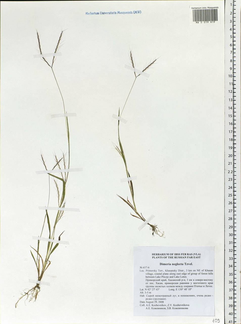 Dimeria neglecta Tzvelev, Siberia, Russian Far East (S6) (Russia)