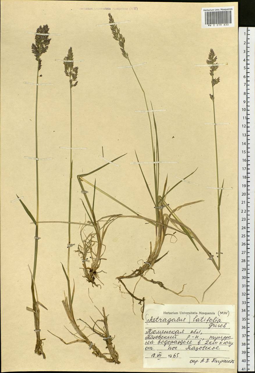 Poaceae, Siberia, Western Siberia (S1) (Russia)