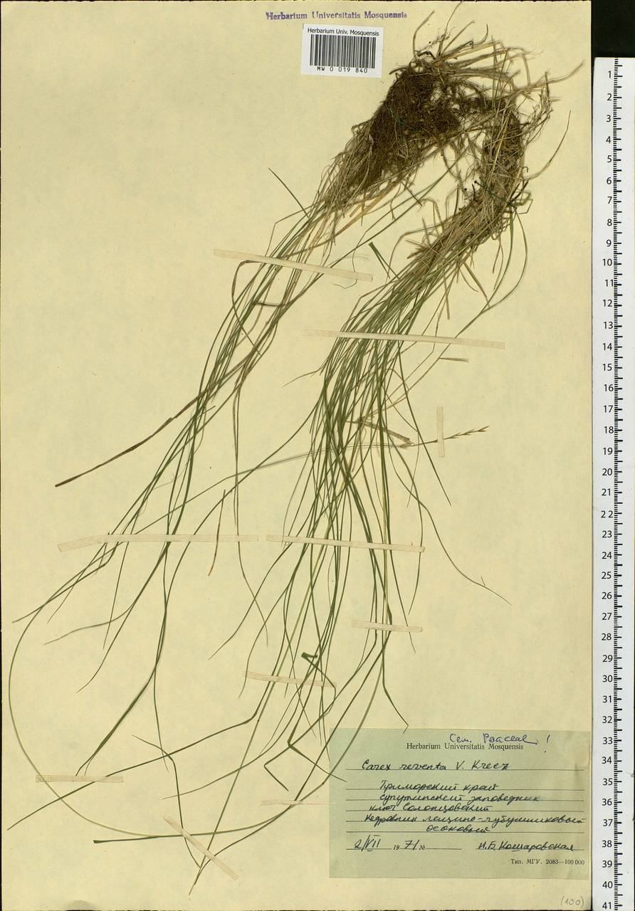 Poaceae, Siberia, Russian Far East (S6) (Russia)