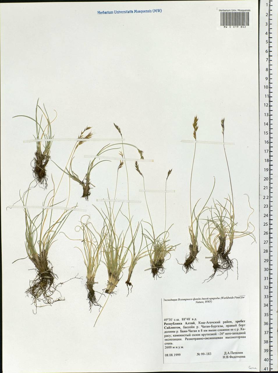 Poaceae, Siberia, Altai & Sayany Mountains (S2) (Russia)