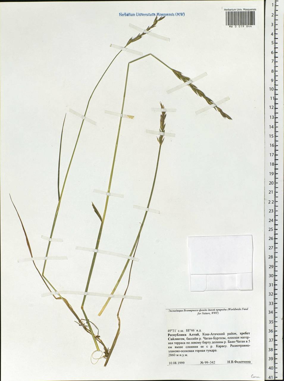 Poaceae, Siberia, Altai & Sayany Mountains (S2) (Russia)