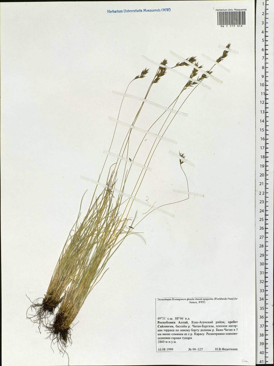 Poaceae, Siberia, Altai & Sayany Mountains (S2) (Russia)