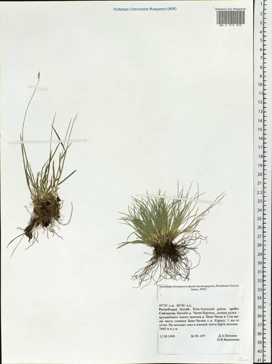 Poaceae, Siberia, Altai & Sayany Mountains (S2) (Russia)