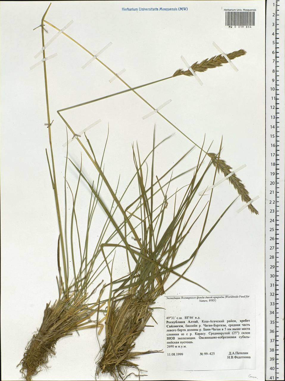 Poaceae, Siberia, Altai & Sayany Mountains (S2) (Russia)