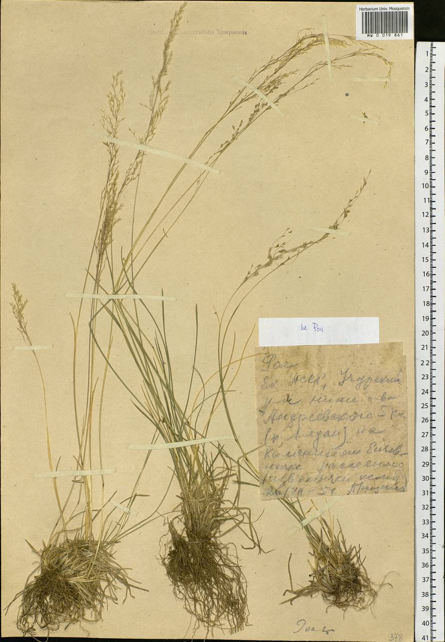 Poaceae, Siberia, Yakutia (S5) (Russia)