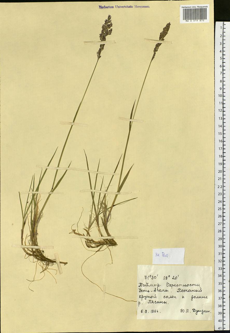 Poaceae, Siberia, Central Siberia (S3) (Russia)