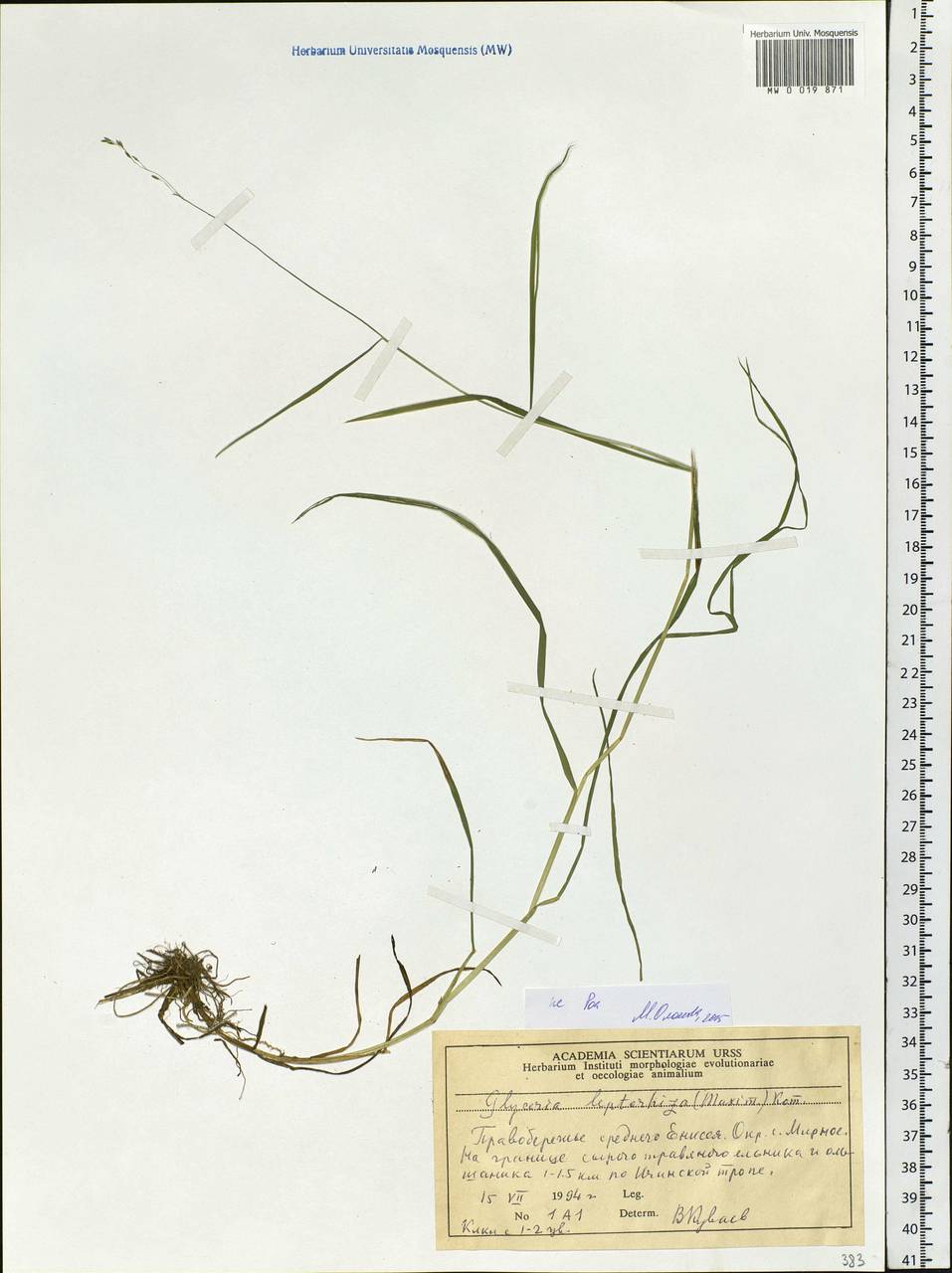 Poaceae, Siberia, Central Siberia (S3) (Russia)