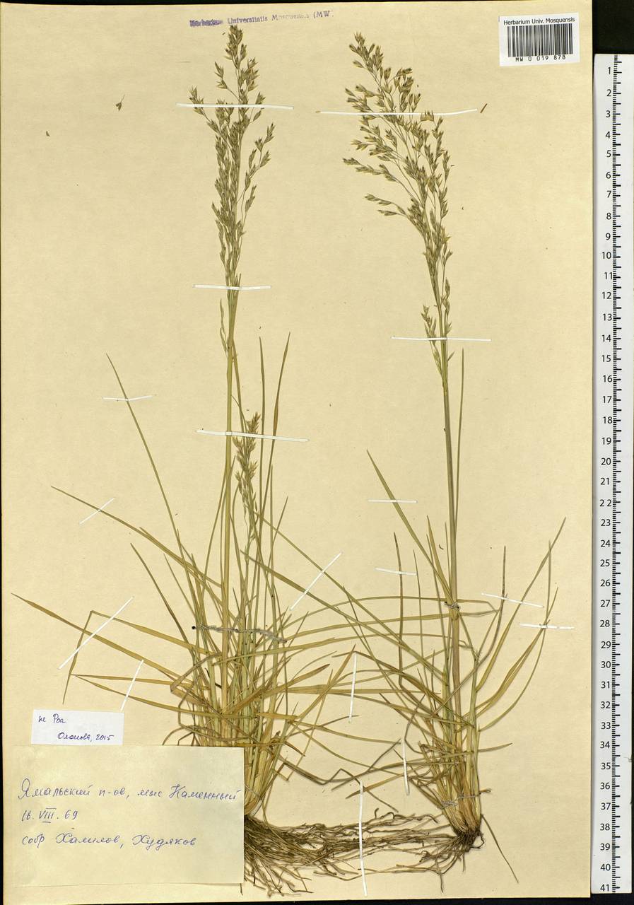 Poaceae, Siberia, Western Siberia (S1) (Russia)