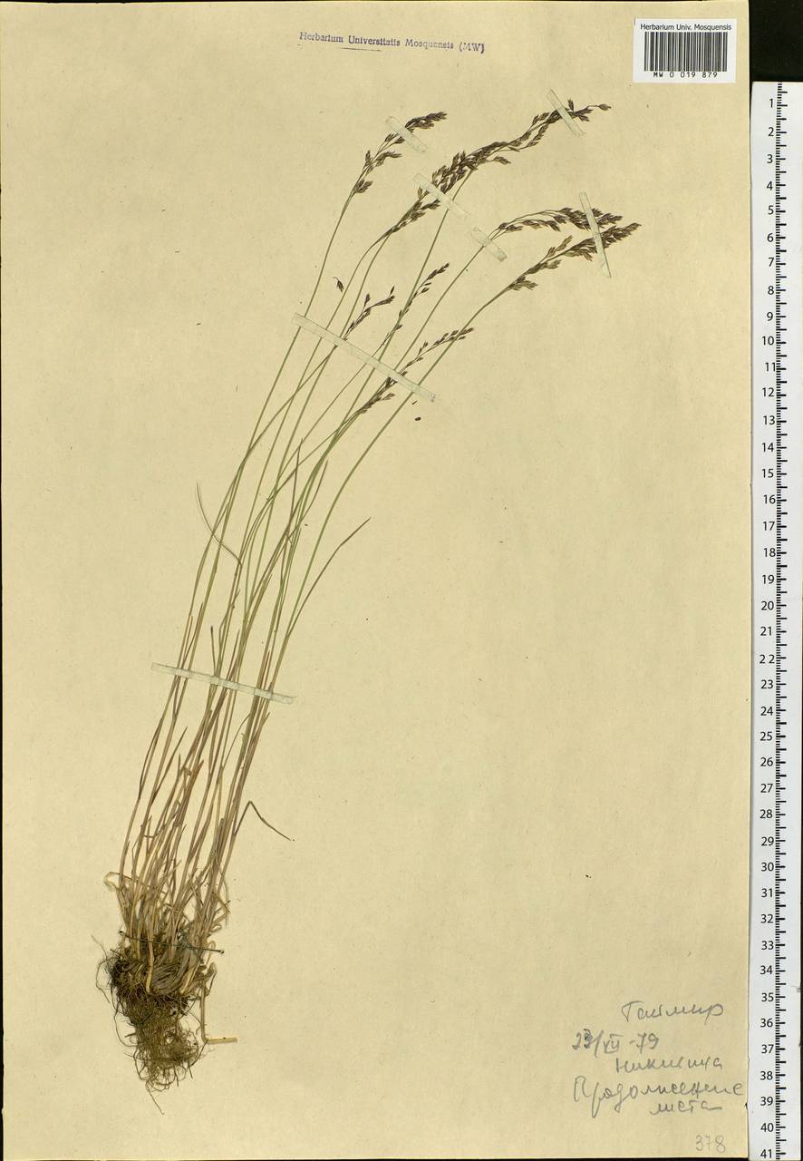Poaceae, Siberia, Central Siberia (S3) (Russia)