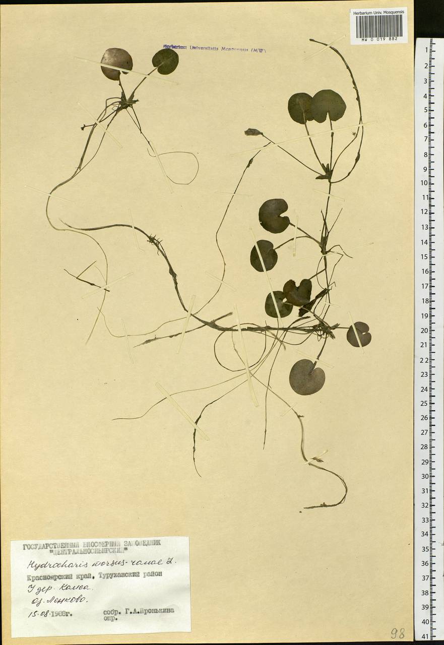 Hydrocharis morsus-ranae L., Siberia, Central Siberia (S3) (Russia)