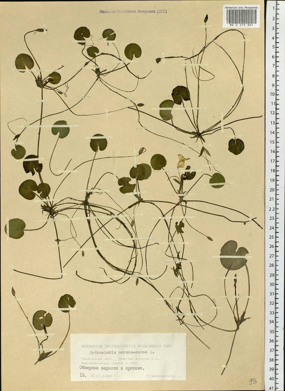 Hydrocharis morsus-ranae L., Siberia, Western Siberia (S1) (Russia)