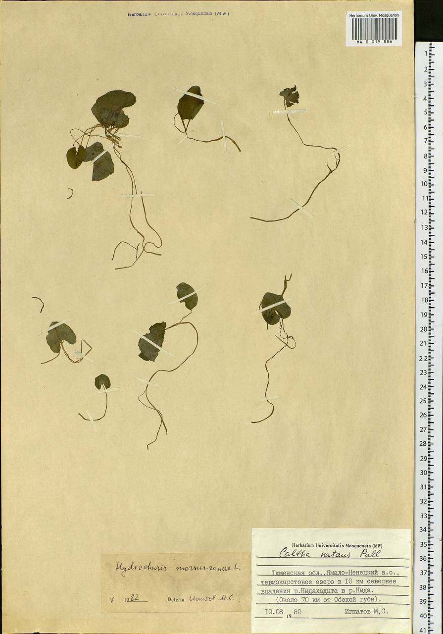 Hydrocharis morsus-ranae L., Siberia, Western Siberia (S1) (Russia)