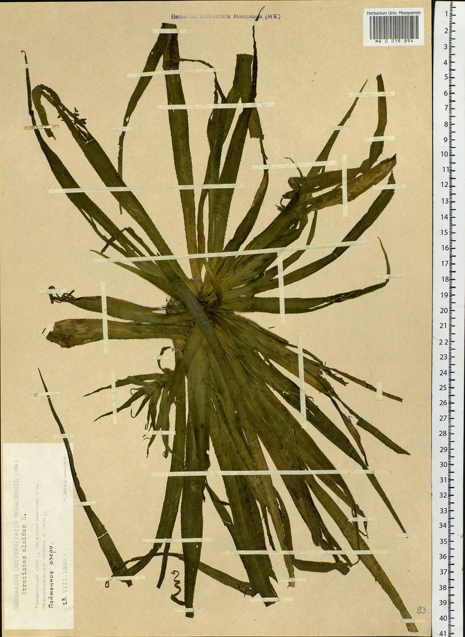 Stratiotes aloides L., Siberia, Western Siberia (S1) (Russia)