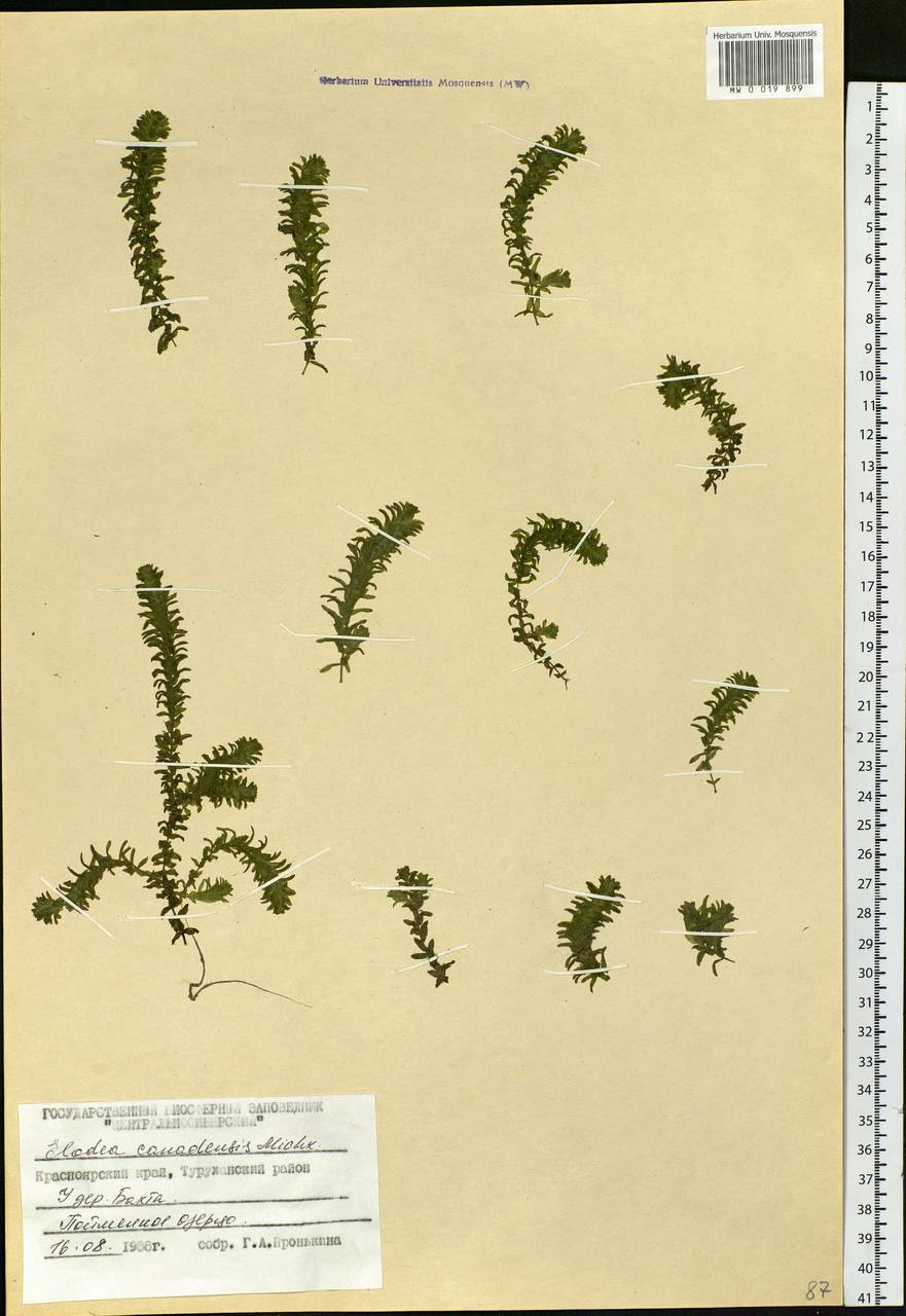 Elodea canadensis Michx., Siberia, Central Siberia (S3) (Russia)