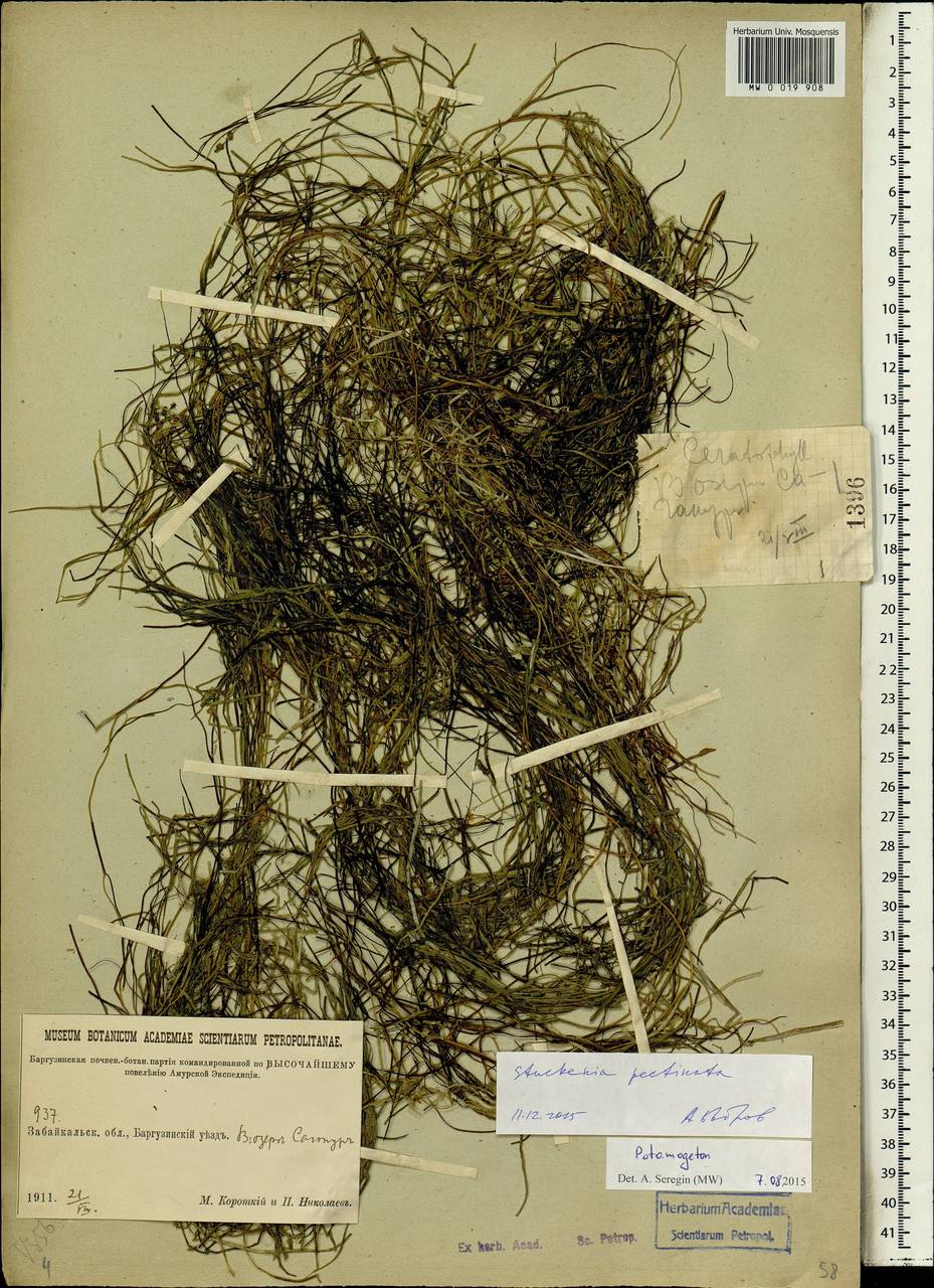 Stuckenia pectinata (L.) Börner, Siberia, Baikal & Transbaikal region (S4) (Russia)