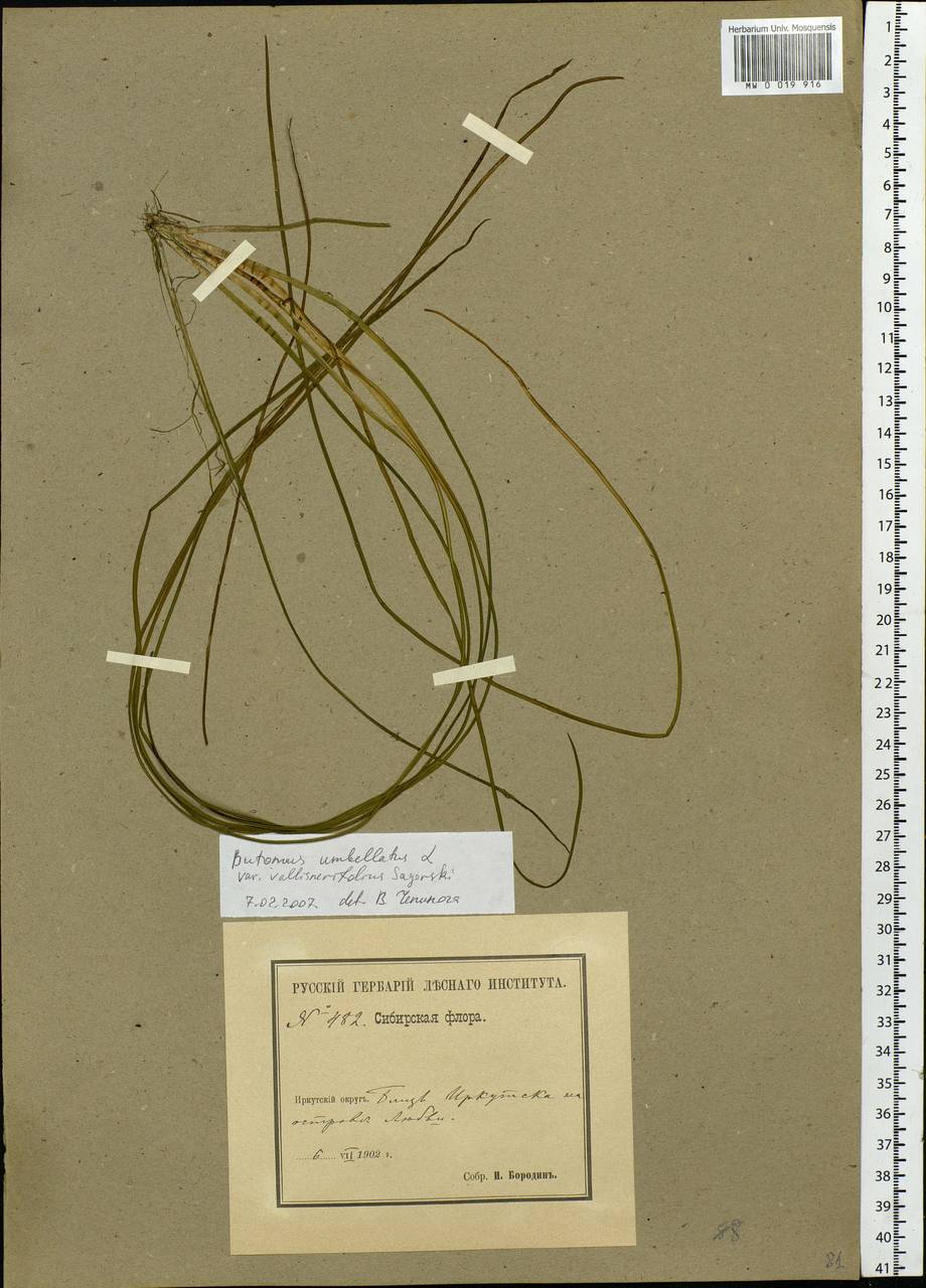 Butomus umbellatus L., Siberia, Baikal & Transbaikal region (S4) (Russia)