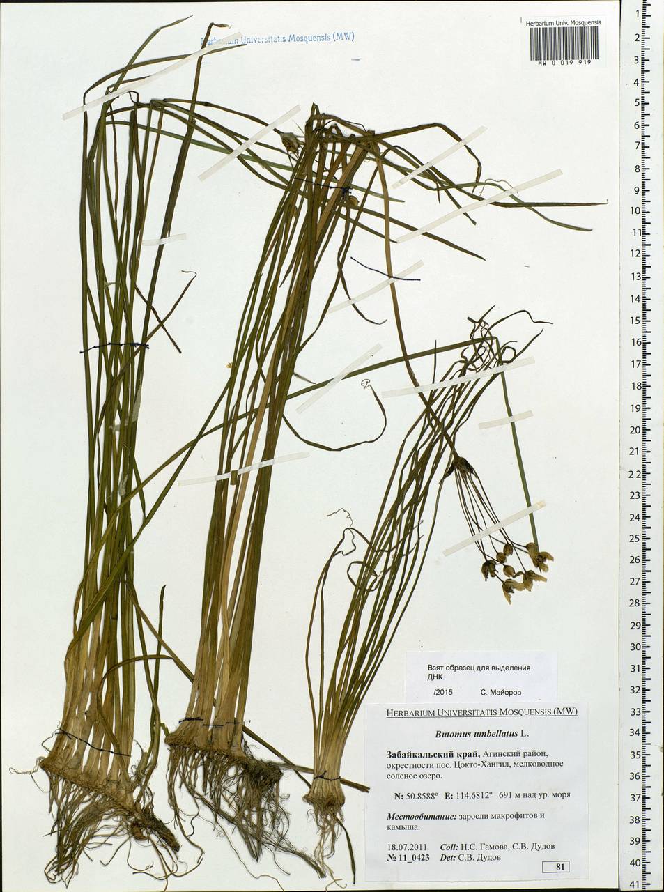 Butomus umbellatus L., Siberia, Baikal & Transbaikal region (S4) (Russia)