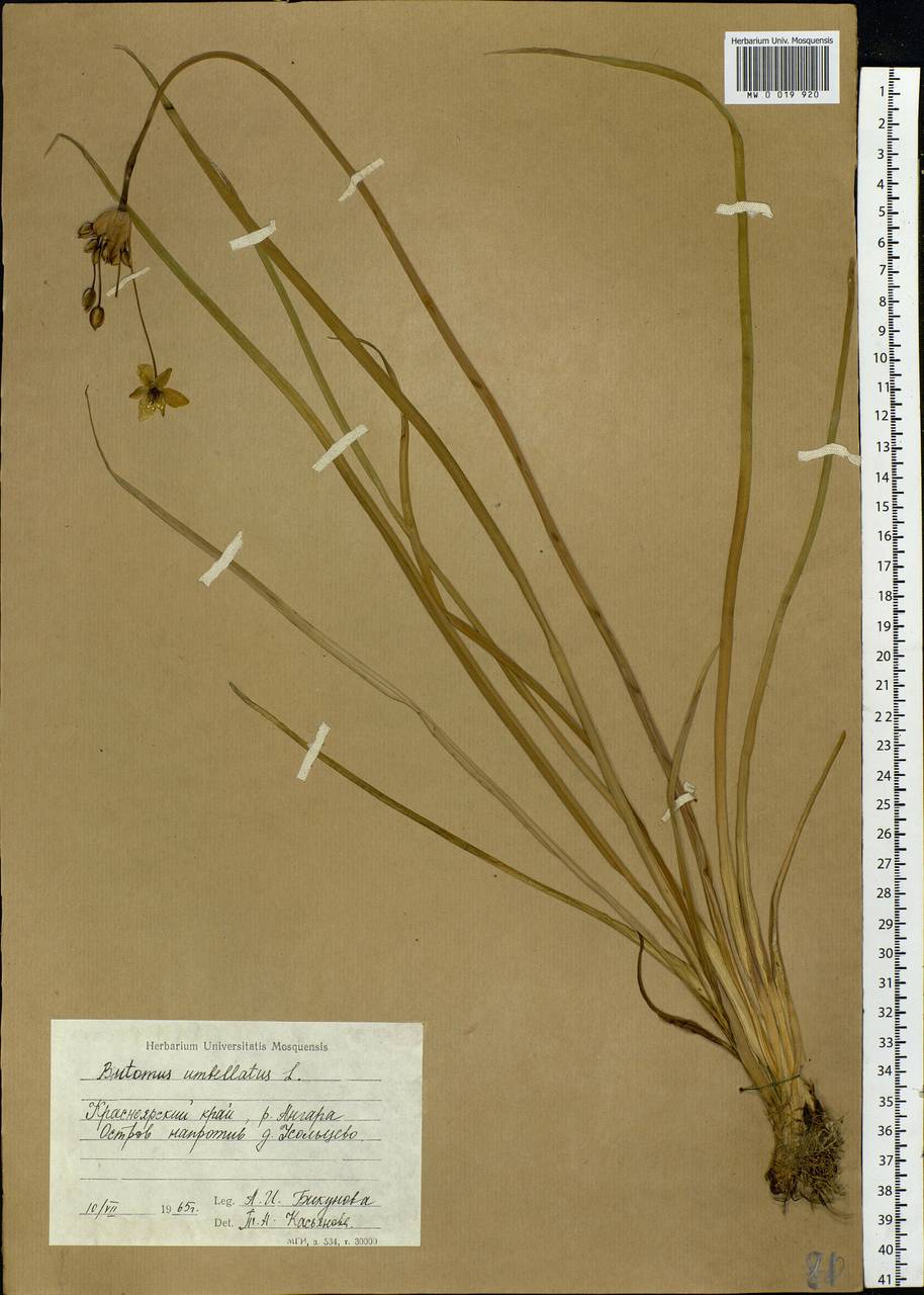 Butomus umbellatus L., Siberia, Central Siberia (S3) (Russia)