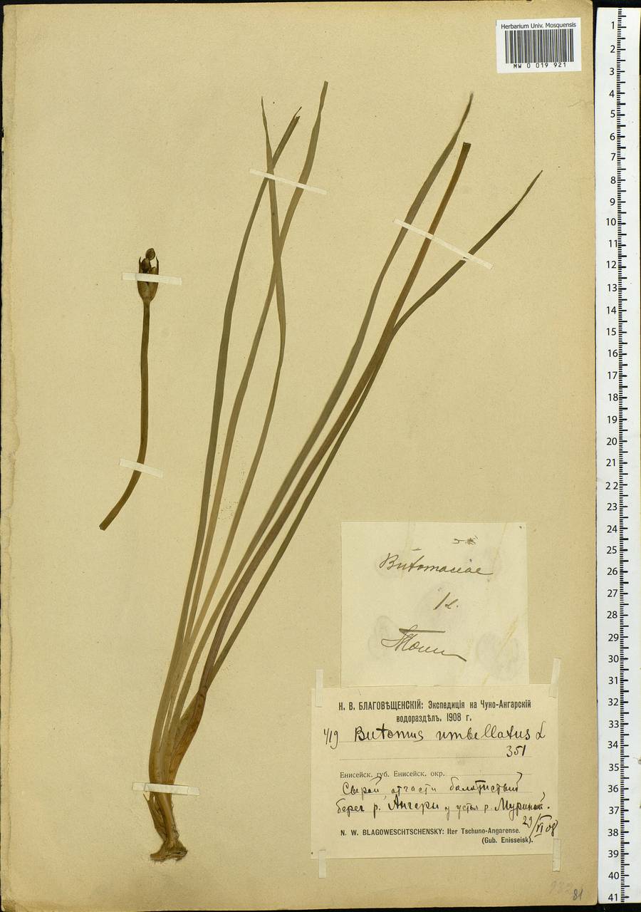 Butomus umbellatus L., Siberia, Central Siberia (S3) (Russia)