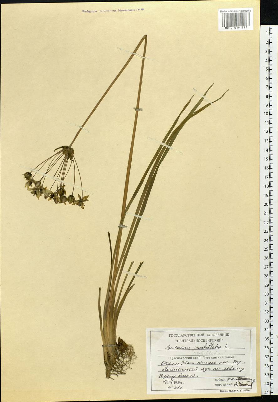 Butomus umbellatus L., Siberia, Central Siberia (S3) (Russia)