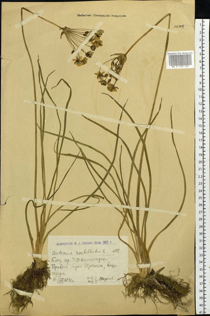 Butomus umbellatus L., Siberia, Western (Kazakhstan) Altai Mountains (S2a) (Kazakhstan)