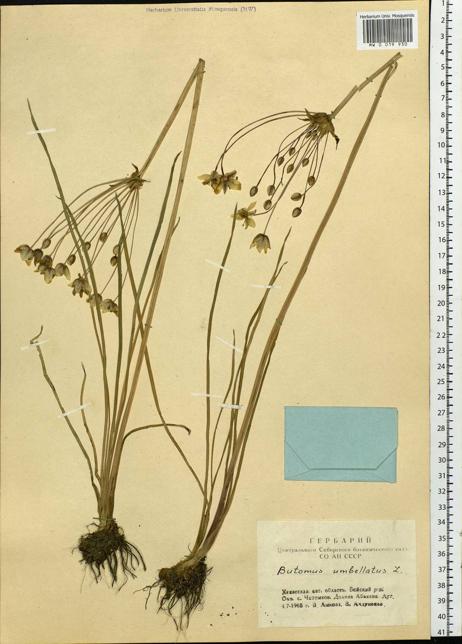 Butomus umbellatus L., Siberia, Altai & Sayany Mountains (S2) (Russia)