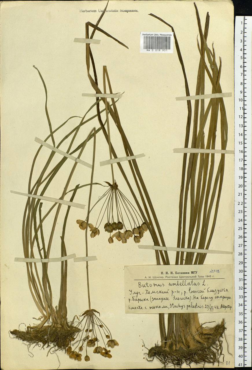 Butomus umbellatus L., Siberia, Altai & Sayany Mountains (S2) (Russia)