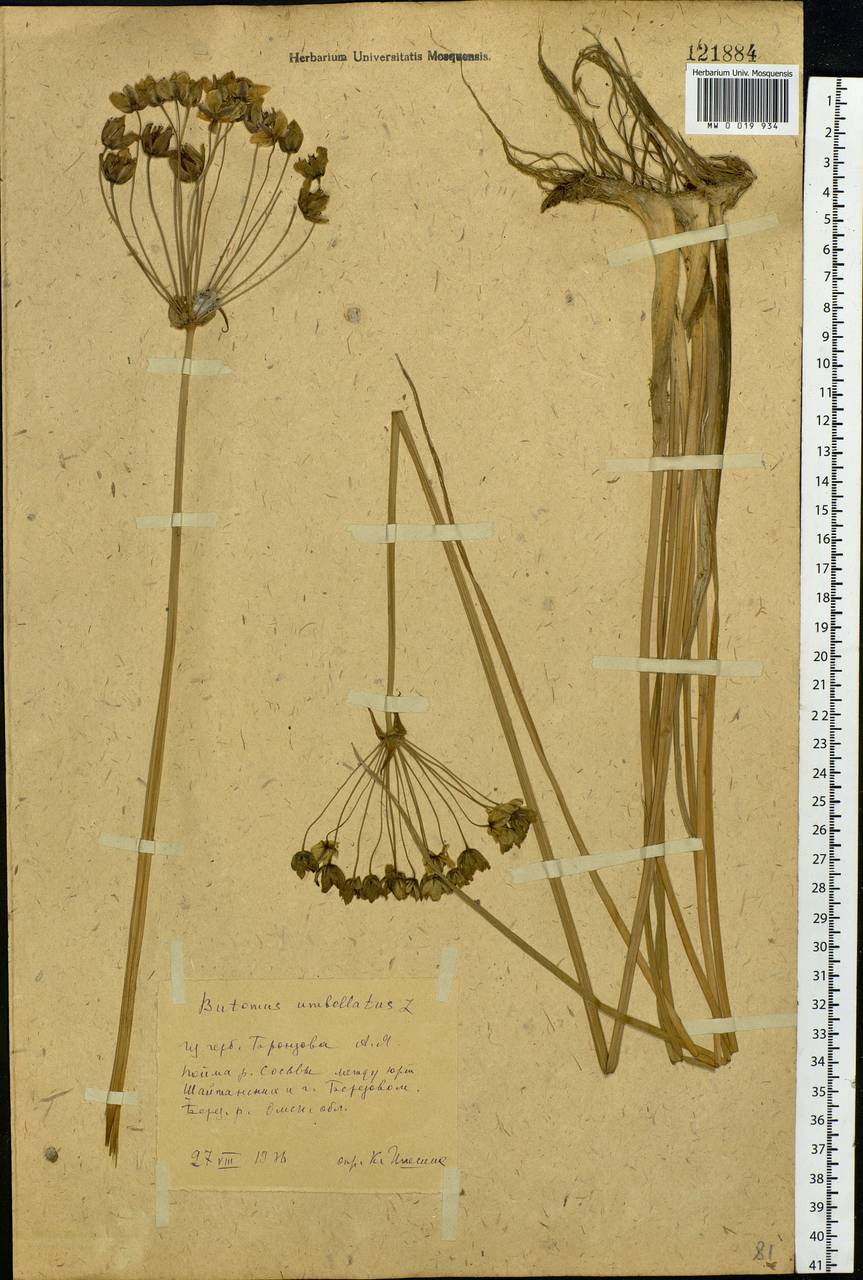 Butomus umbellatus L., Siberia, Western Siberia (S1) (Russia)