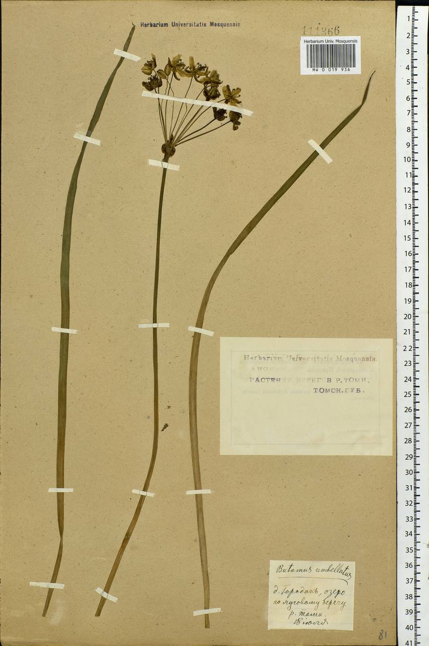 Butomus umbellatus L., Siberia, Western Siberia (S1) (Russia)