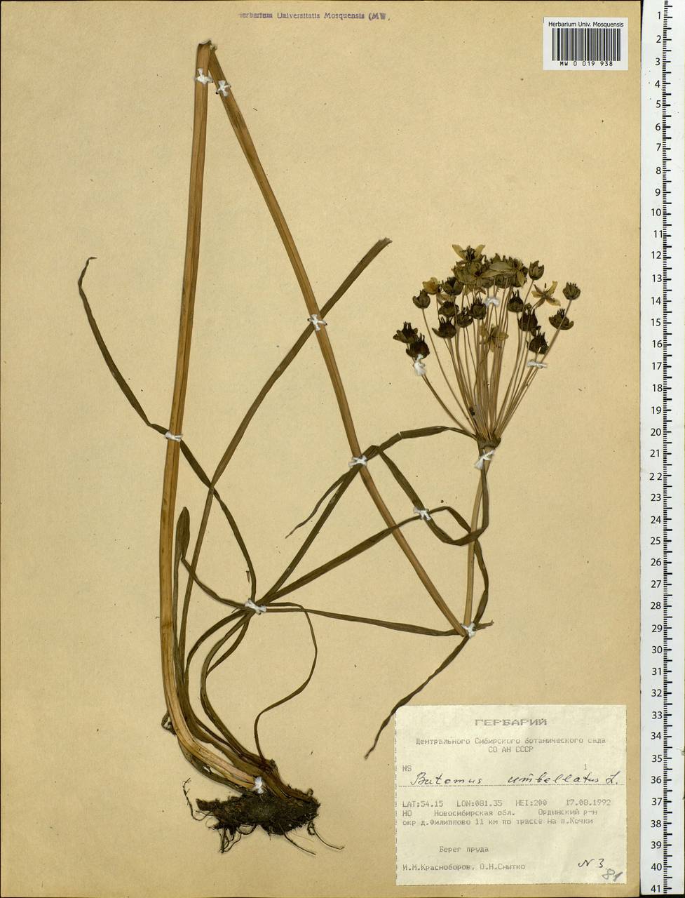 Butomus umbellatus L., Siberia, Western Siberia (S1) (Russia)