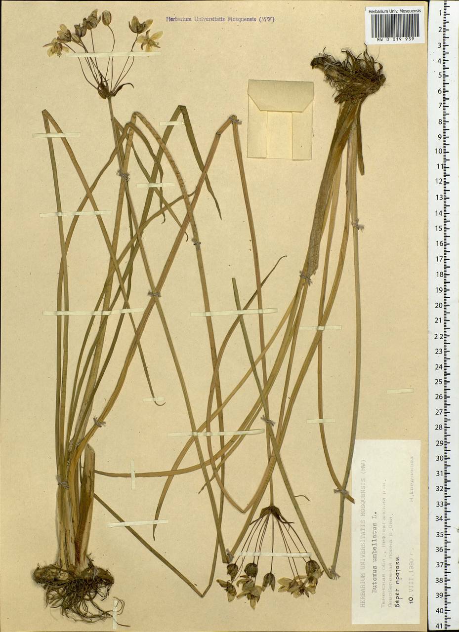 Butomus umbellatus L., Siberia, Western Siberia (S1) (Russia)