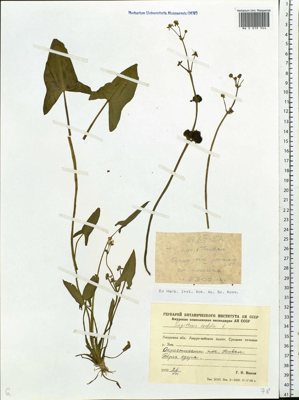 Sagittaria trifolia L., Siberia, Russian Far East (S6) (Russia)