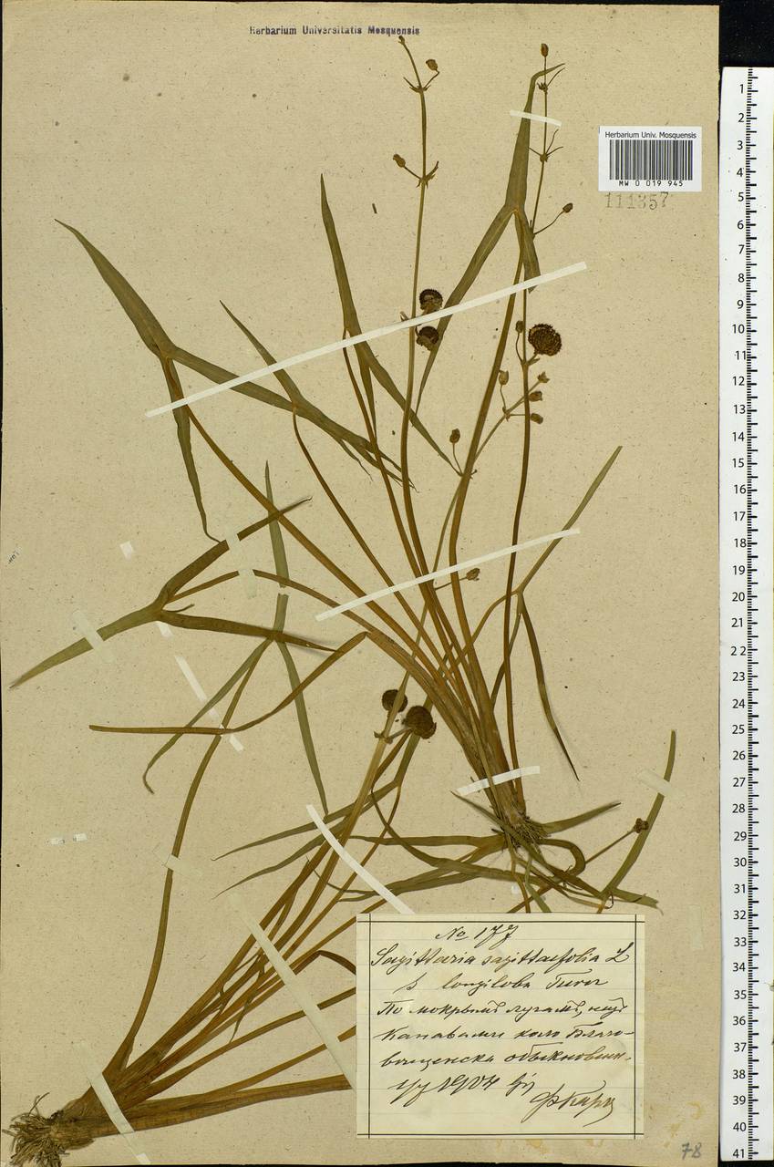 Sagittaria trifolia L., Siberia, Russian Far East (S6) (Russia)