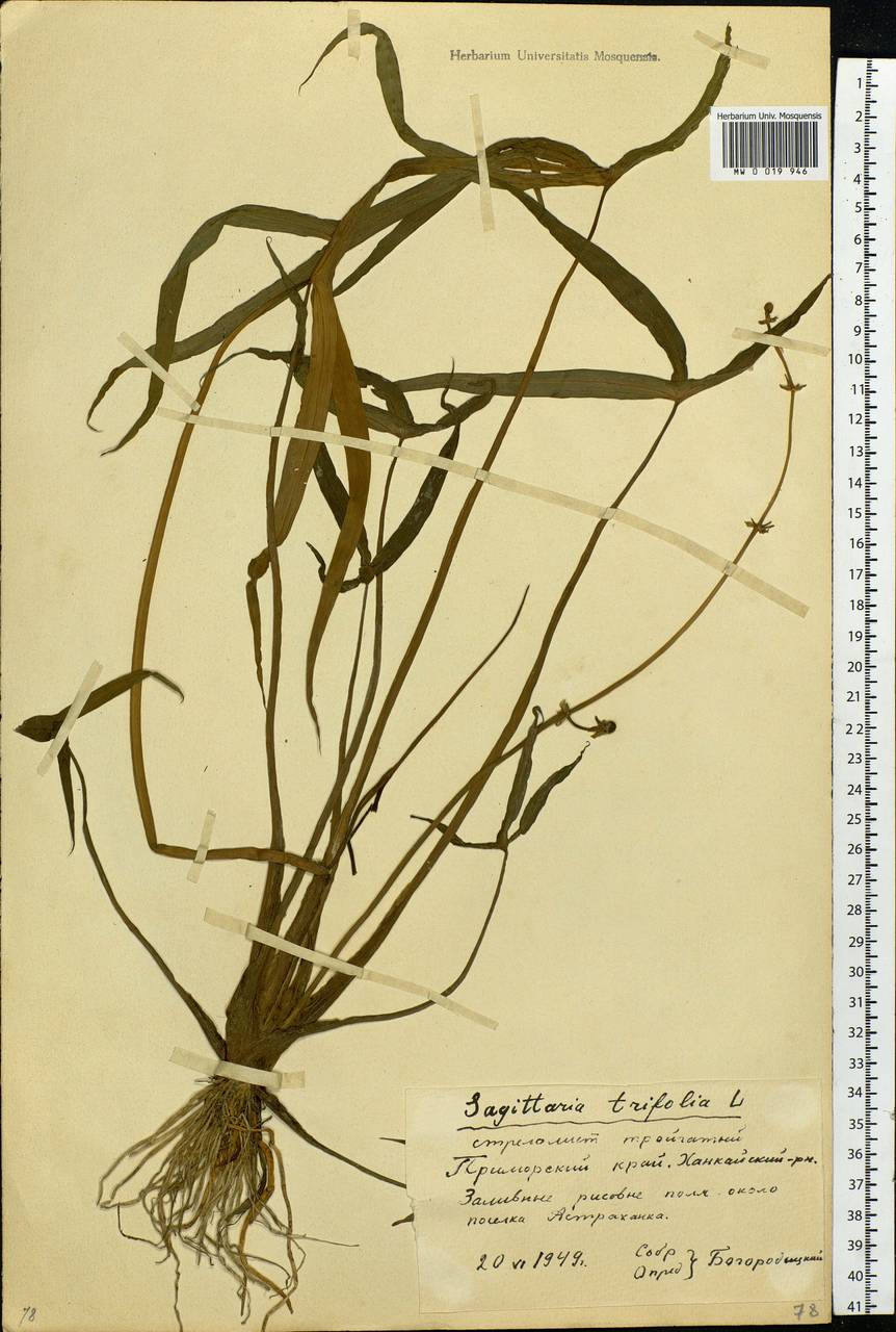 Sagittaria trifolia L., Siberia, Russian Far East (S6) (Russia)