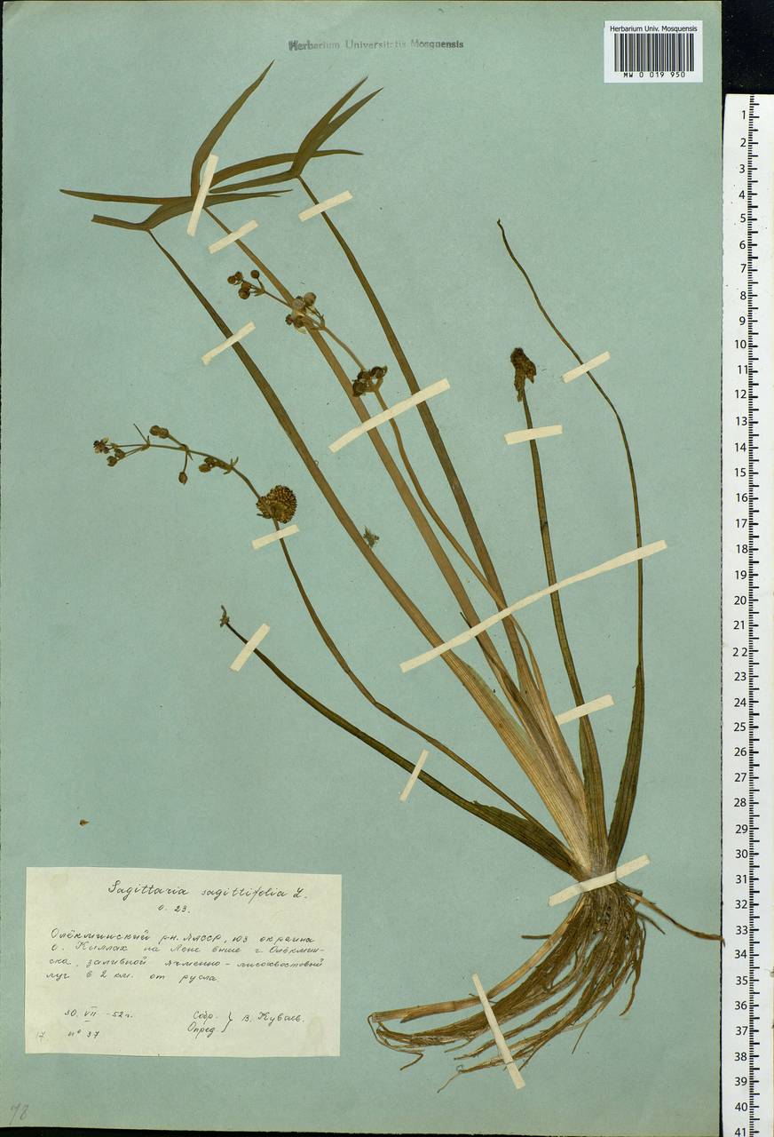 Sagittaria sagittifolia L., Siberia, Yakutia (S5) (Russia)