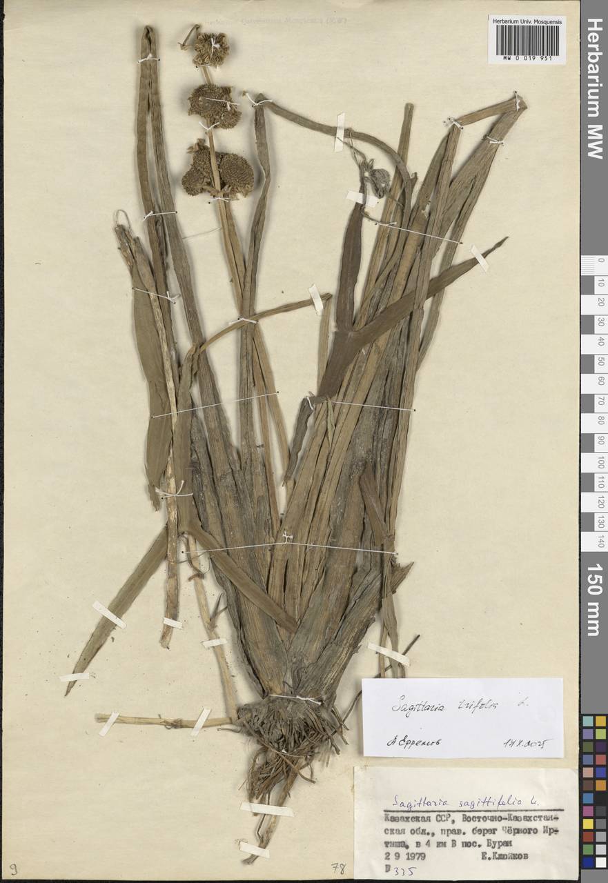 Sagittaria trifolia L., Middle Asia, Muyunkumy, Balkhash & Betpak-Dala (M9) (Kazakhstan)