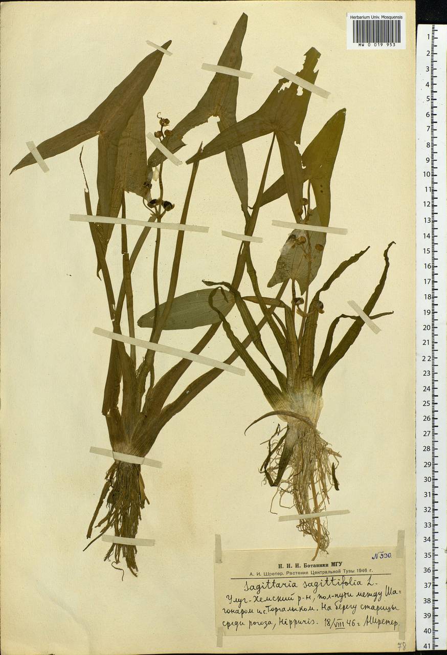 Sagittaria sagittifolia L., Siberia, Altai & Sayany Mountains (S2) (Russia)