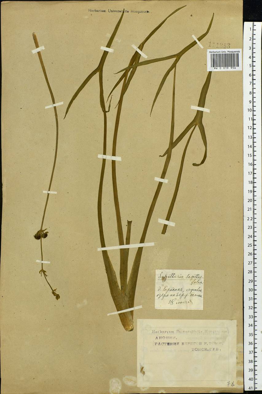Sagittaria sagittifolia L., Siberia, Western Siberia (S1) (Russia)