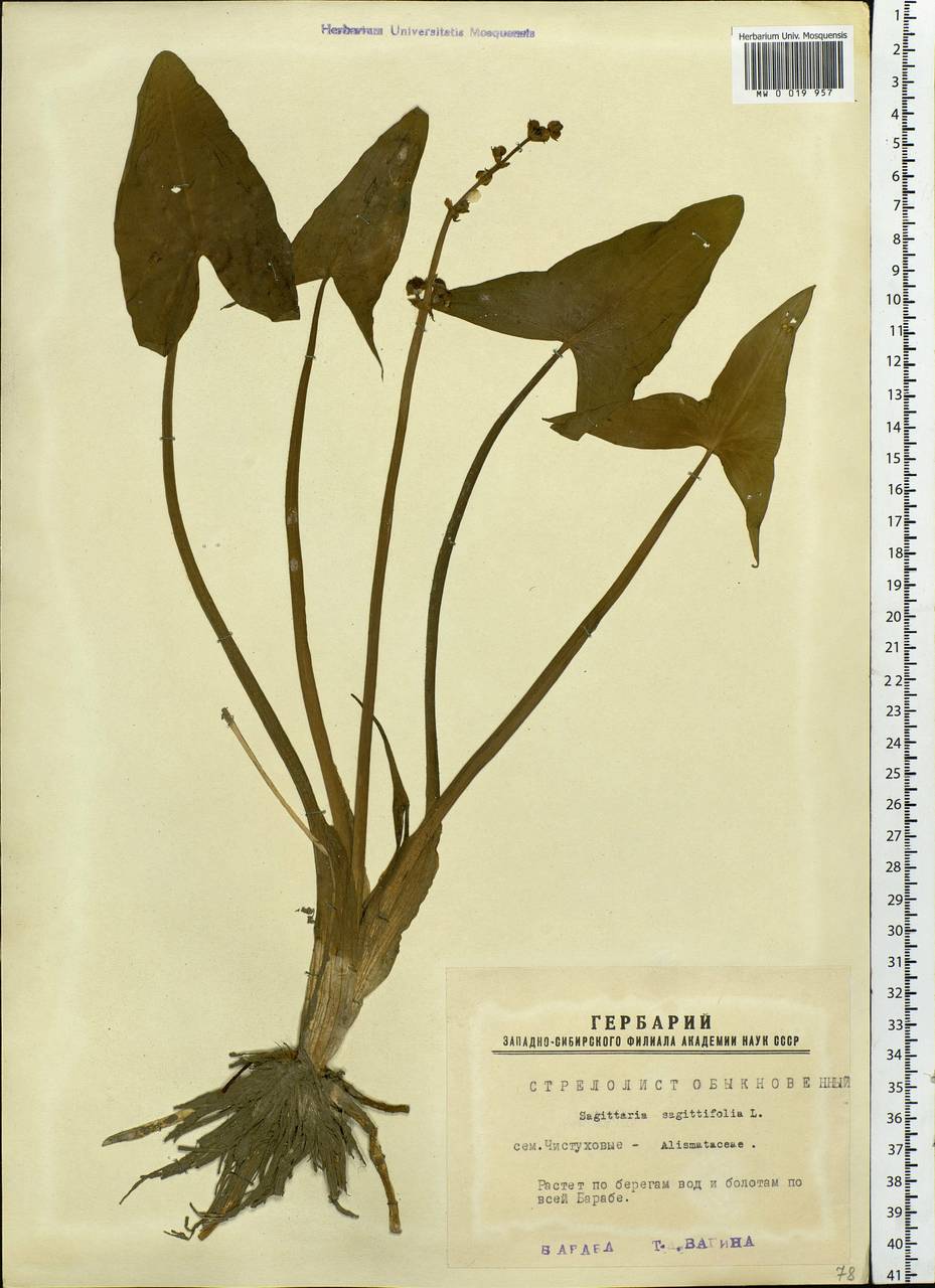 Sagittaria sagittifolia L., Siberia, Western Siberia (S1) (Russia)