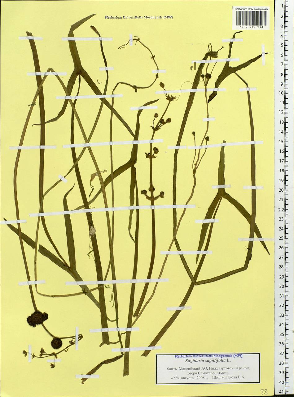 Sagittaria sagittifolia L., Siberia, Western Siberia (S1) (Russia)